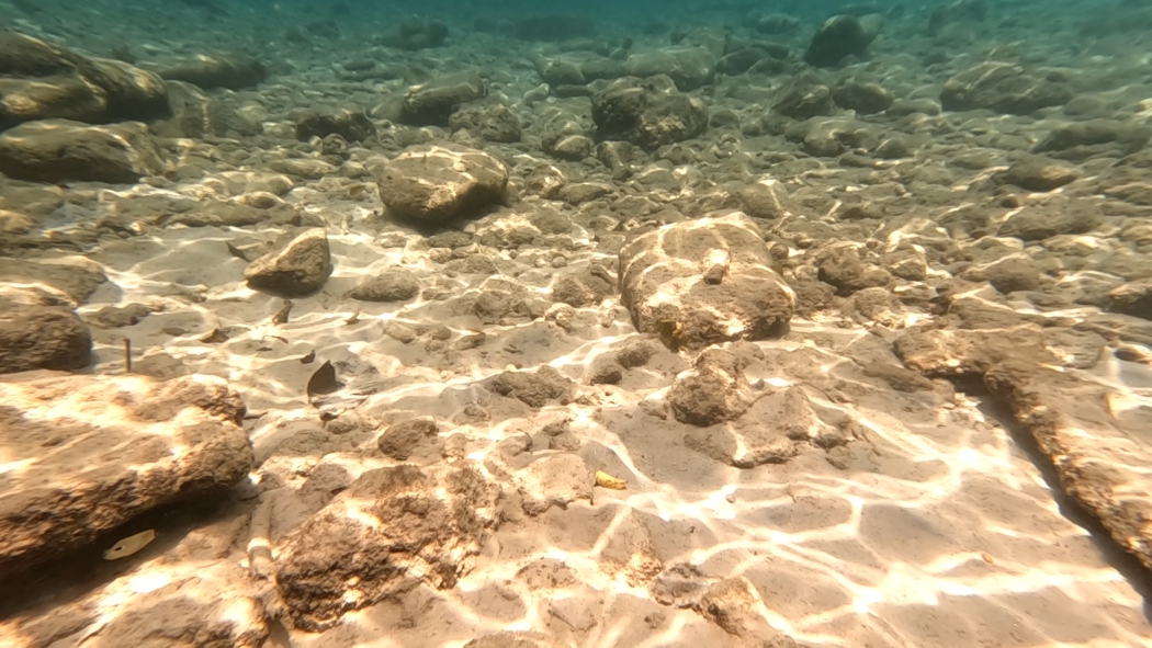 The impact of dynamic illumination on the behaviour of marine animals (2020-2025)