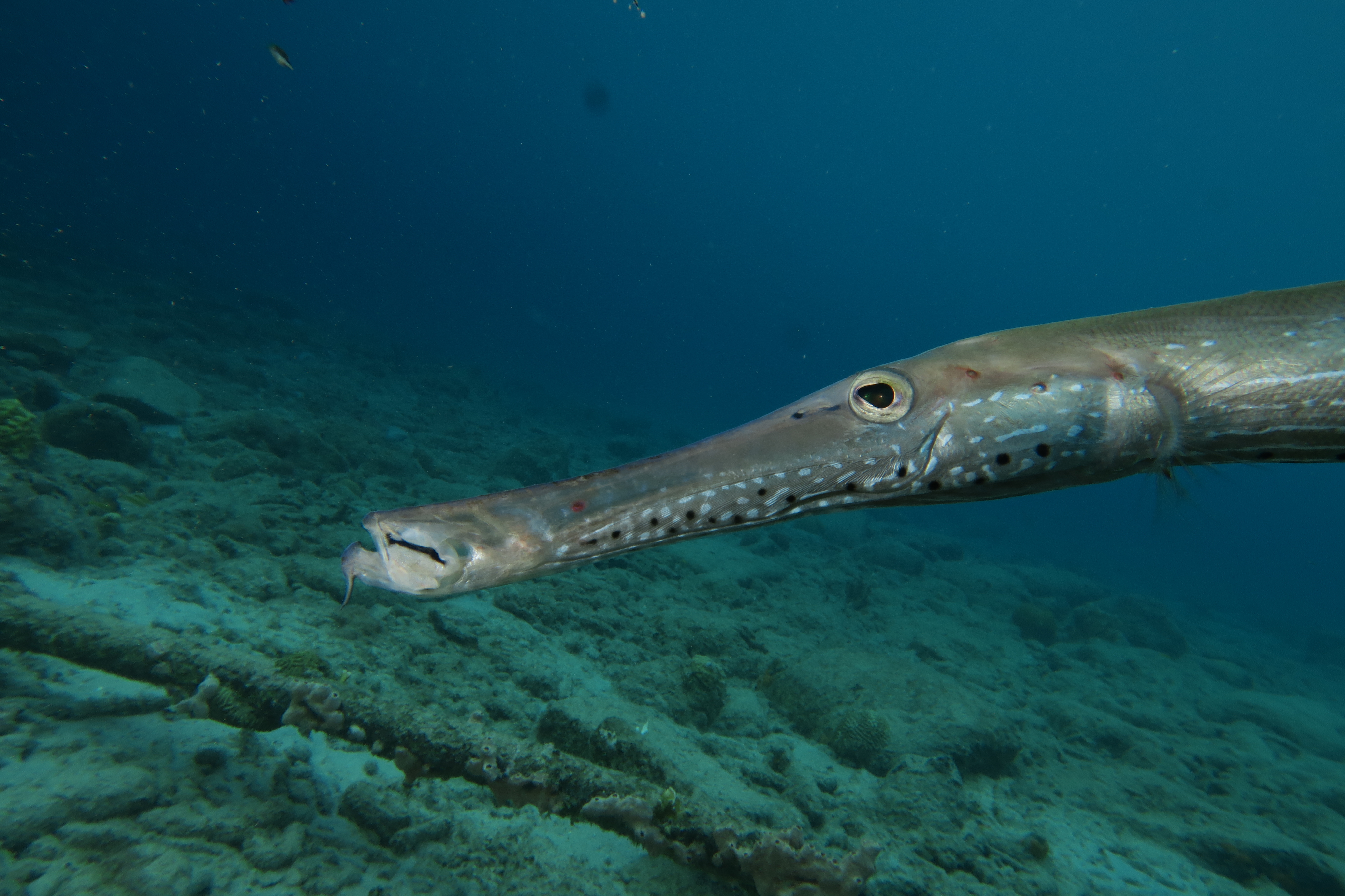 Shadowing behaviour in trumpetfish (2021-2025)
