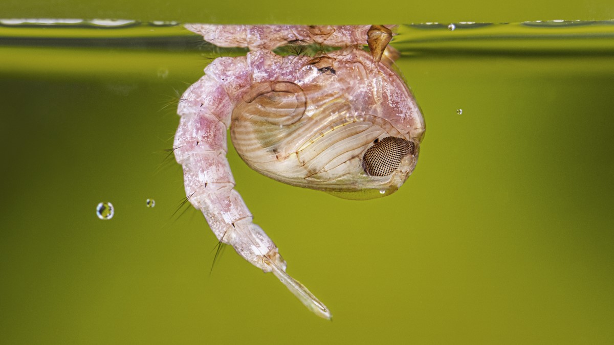Behavioural adaptations to avoid desiccation in aquatic mosquito pupae (2025-2026)