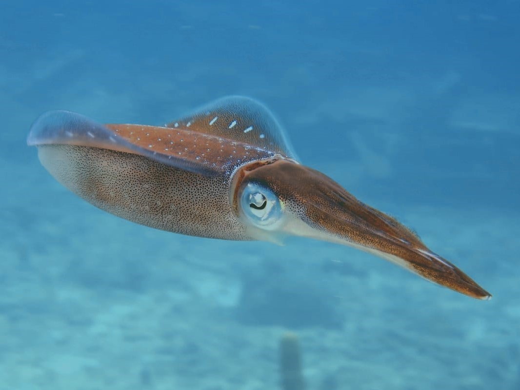 The schooling behaviour of Caribbean reef squid in 3D space (2022-2025)