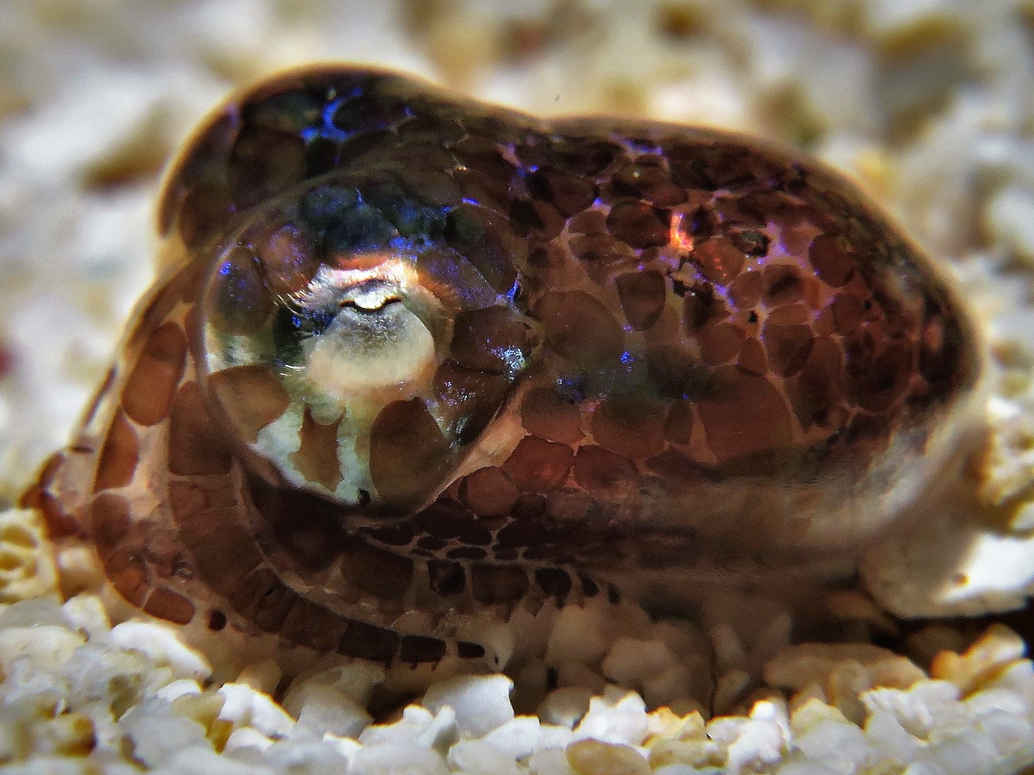 The Behavioural Ecology of Bobtail Squids (2018-2022)